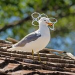Plastica riciclata : premiato l’impegno della Procter & Gamble
