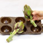Bioplastica da scarti alimentari: dai carciofi l’eco-packaging