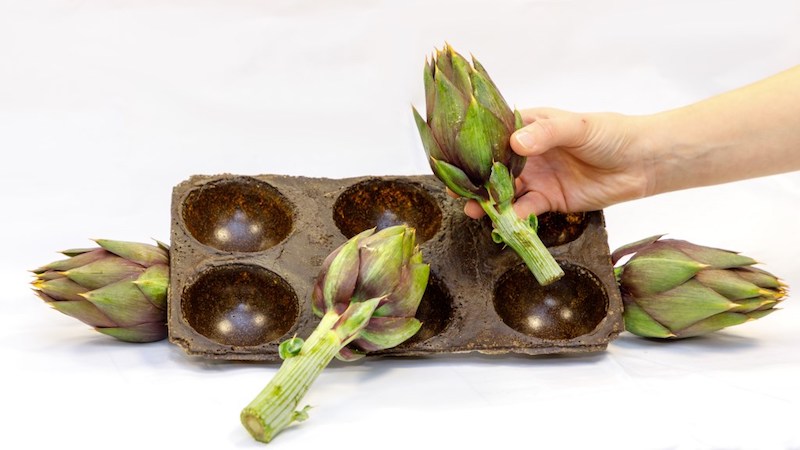 bioplastica