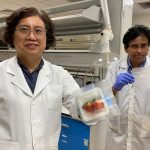 Packaging antimicrobico e biodegradabile