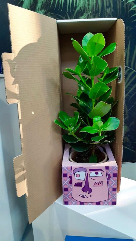 packaging in cartone porta vaso per spedizione piante ordinate online di ICO
